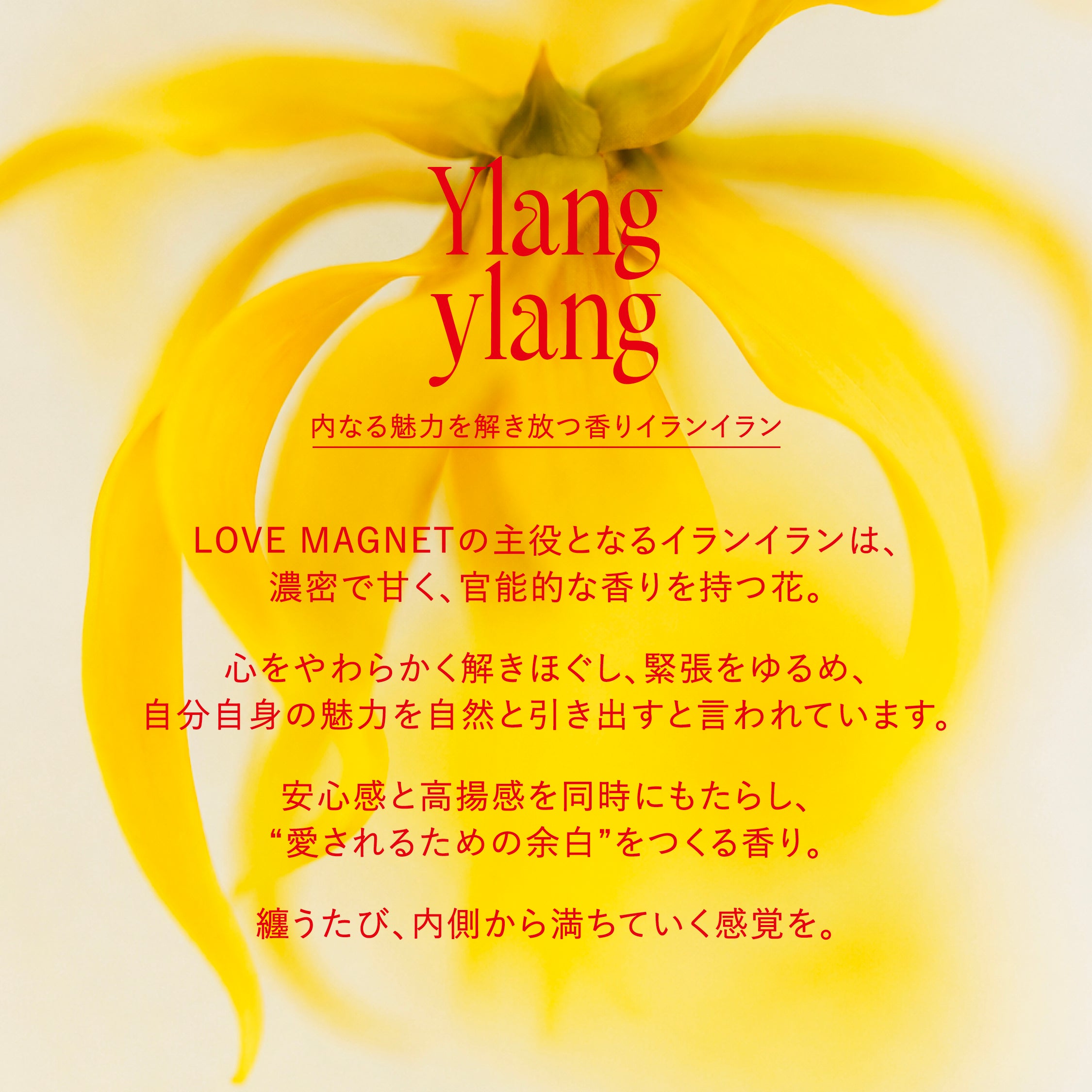 【数量限定】 LOVE MAGNET -Midsummer Night-